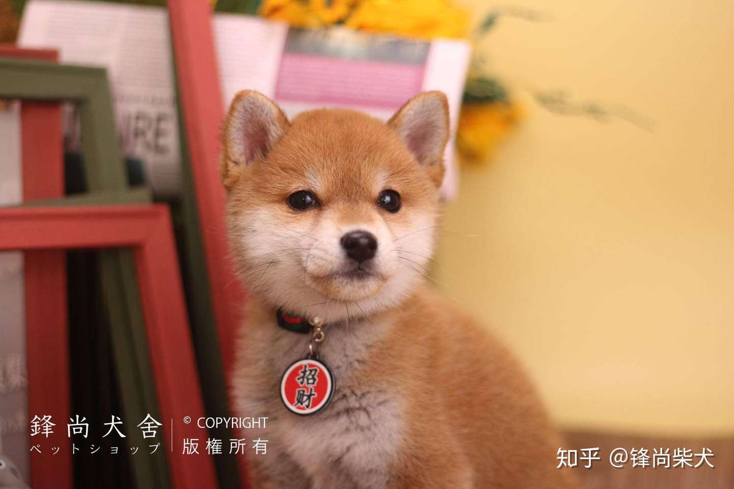 狗狗趾间炎的症状 知乎
