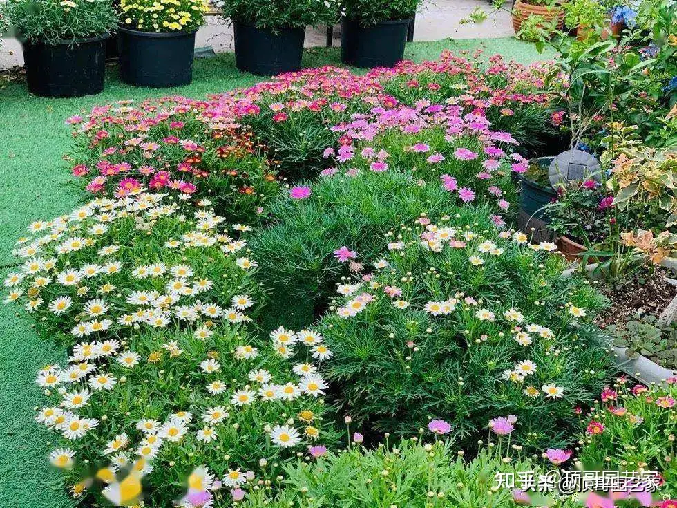 6种适合庭院栽植的开花植物，一年最少开花3个月，你家有吗？ - 知乎