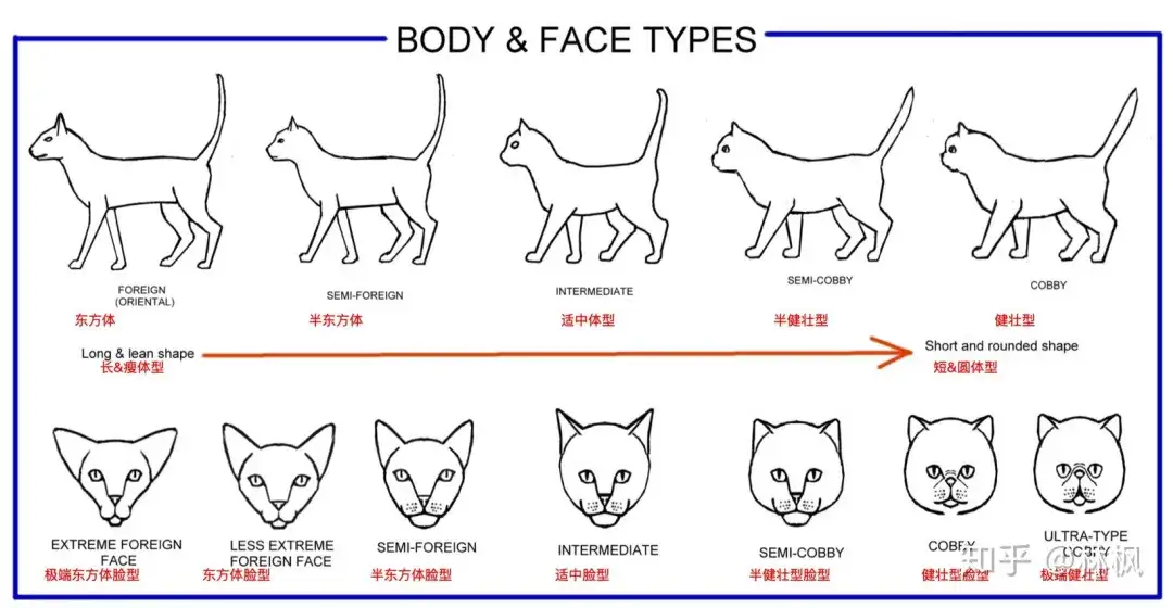 猫咪体型 毛发和身体各部位种类汇总表 知乎