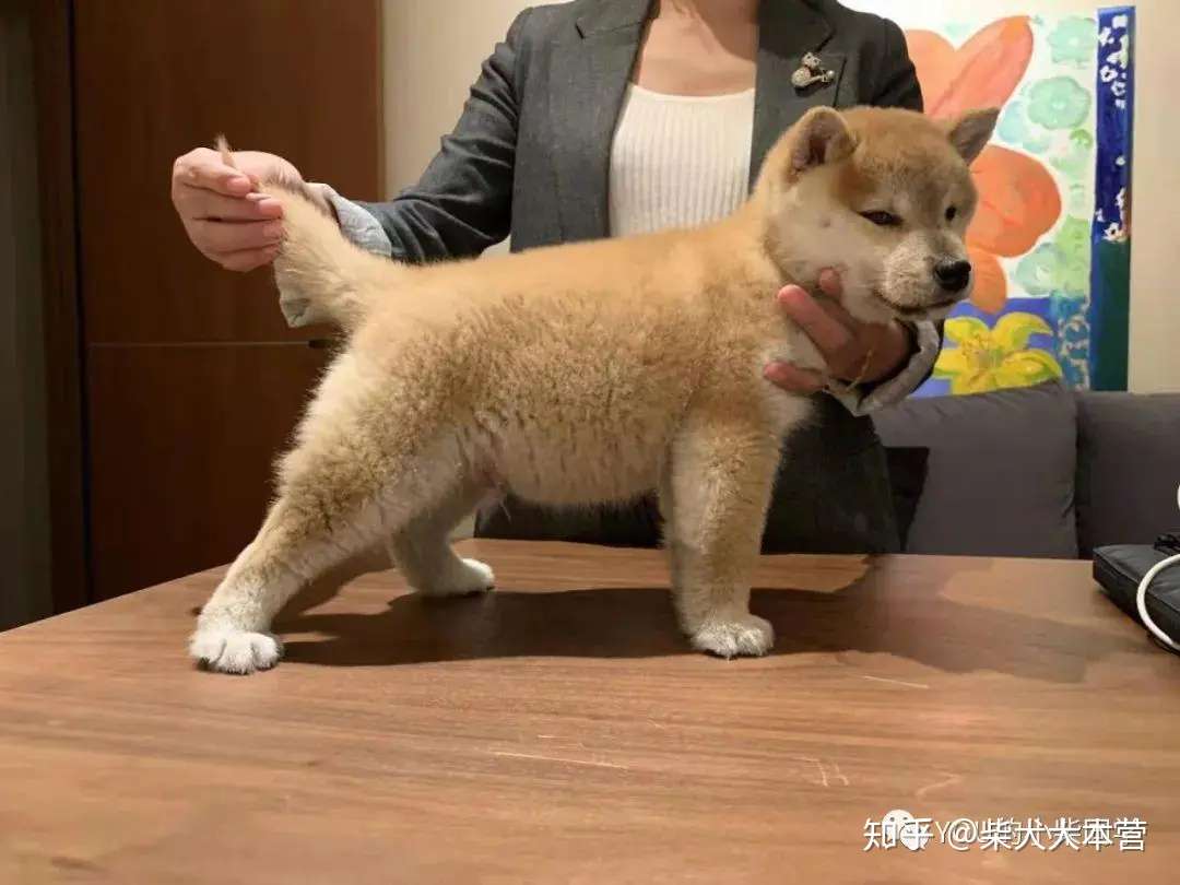 柴犬聪明吗 柴犬智商高吗 知乎