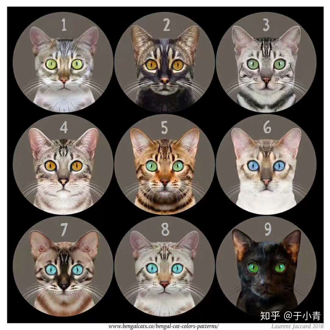 孟加拉豹猫买猫篇：如何识别健康的猫咪？ - 知乎