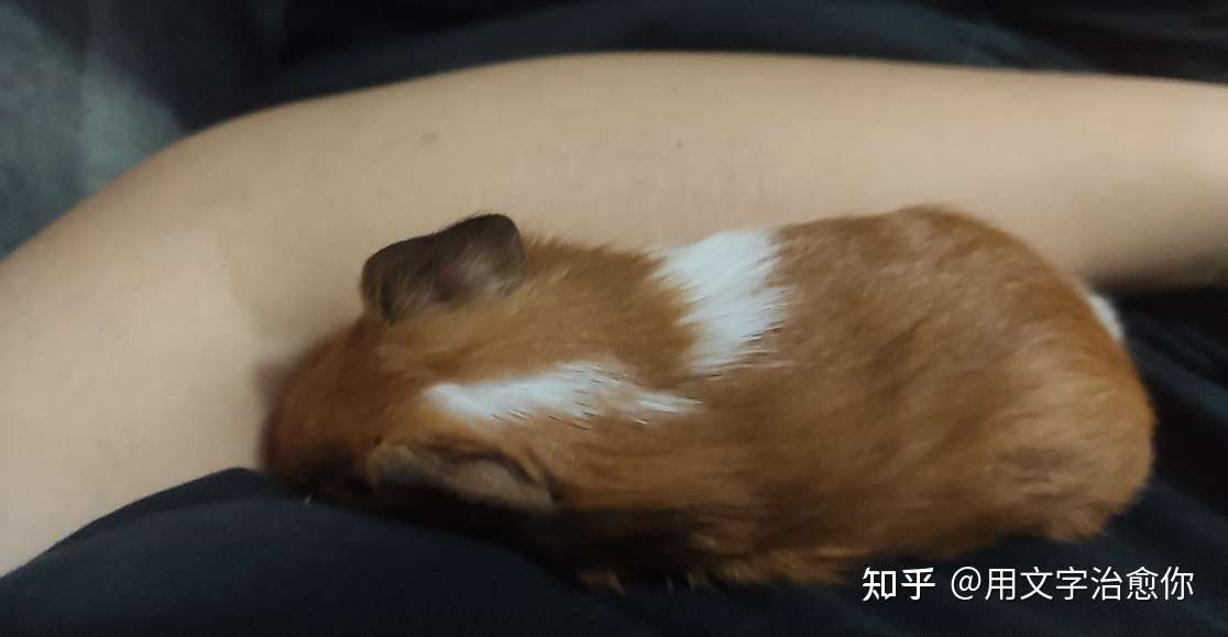 这是我和肉球的故事 知乎