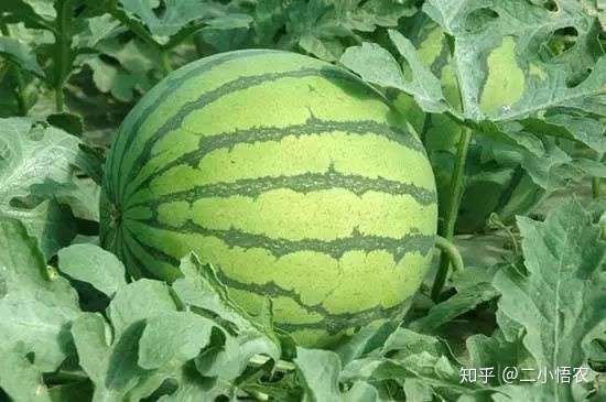 最全的西瓜种植技术 怎么种出又大又甜的好西瓜 知乎