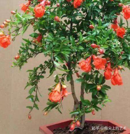 7种花 适合养家里 一年四季都能养 开花迷人 一盆养了年 知乎