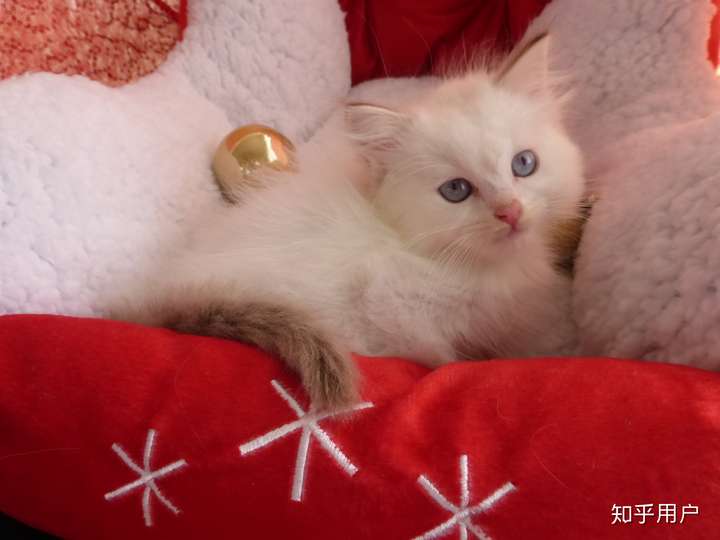 我这个布偶猫面具怎么不太对?