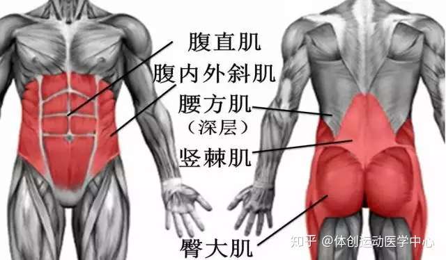 腰部的周围核心肌肉