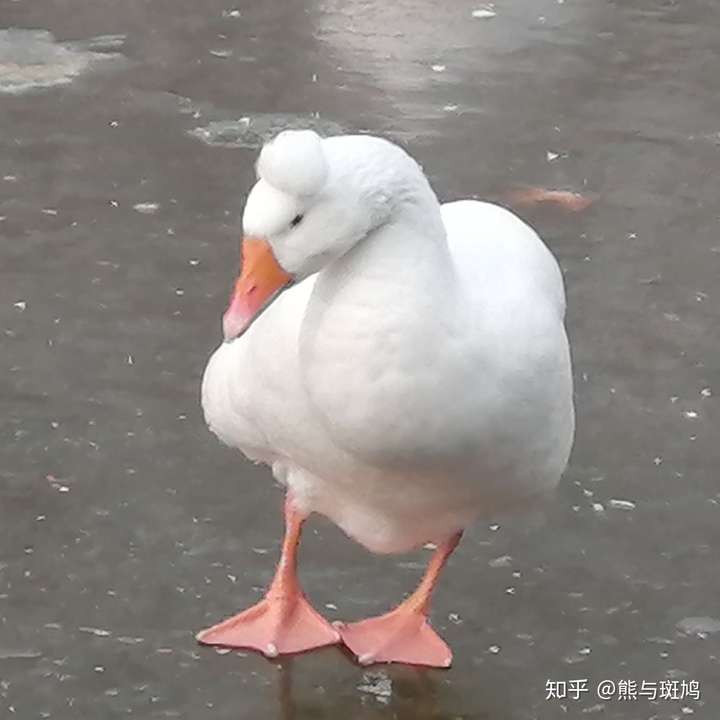 鹅的头上顶着一个毛球是什么