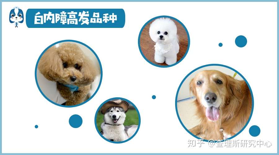 宠医大咖说 关于犬猫白内障 你想知道的都在这儿了 知乎