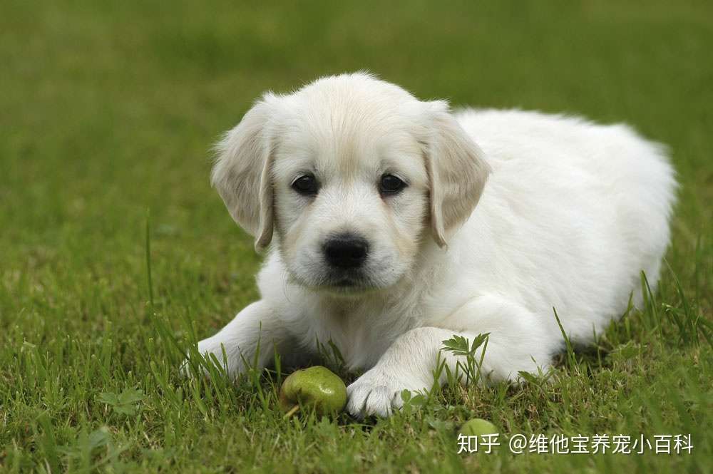 几个月内的狗属于幼犬 知乎