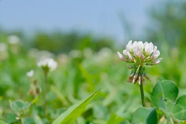 五月上旬诞生花 知乎 五月上旬诞生花 知乎