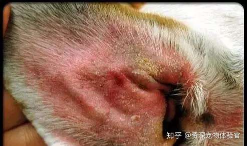 犬猫常见皮肤病 寄生虫 真菌性 细菌性 知乎