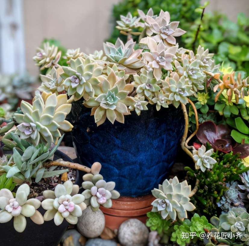 夏天养多肉 3种浇水方式不可取 正确浇水才能不黑腐 知乎