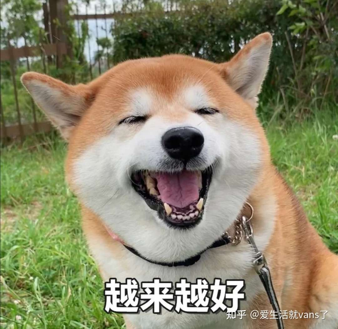 如何养一只柴犬 周全之道 建议收藏 知乎