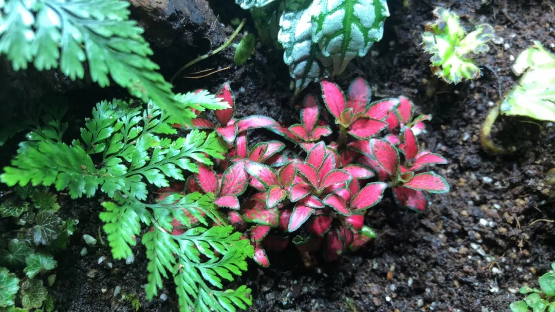 我在家做了个雨林缸 孩子看见都走不动道儿了 知乎