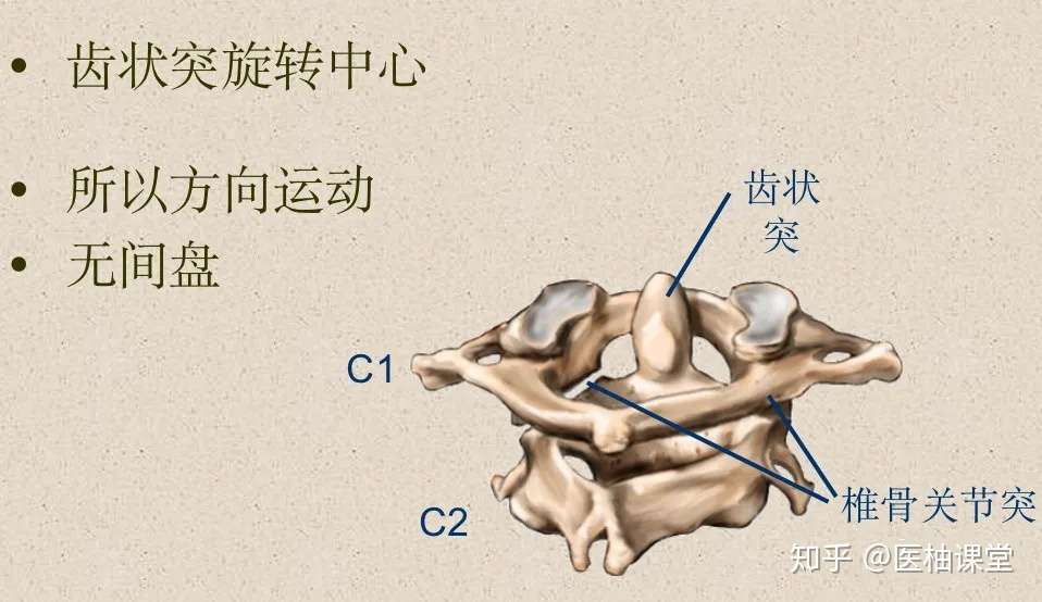 脊柱超详细解剖 高清图文版 知乎
