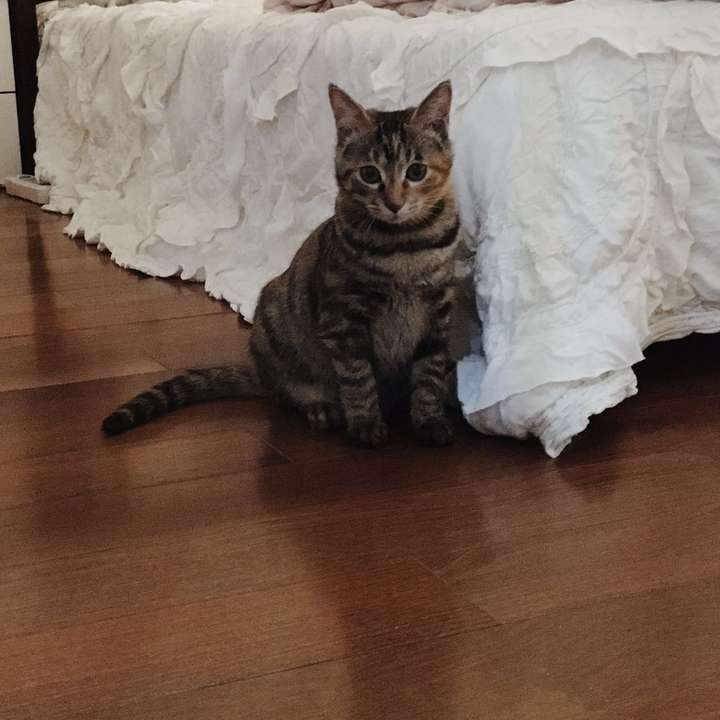 两只猫打架,而且是新猫打旧猫,怎么办(T^T)? -