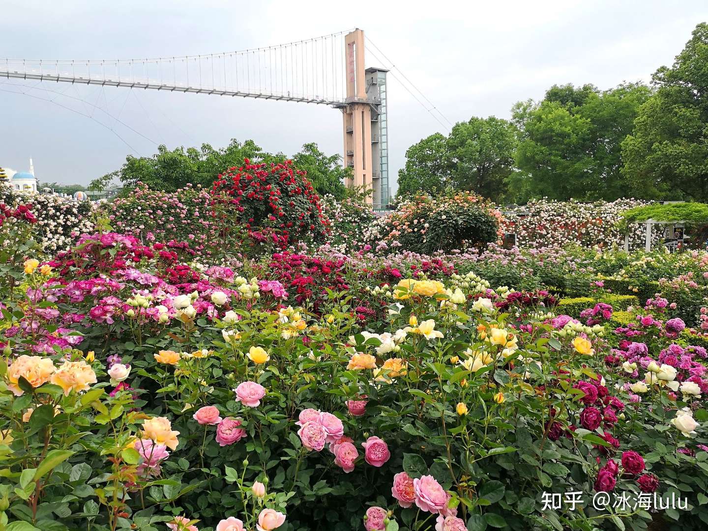 漫花玫瑰花海摄影采风 知乎