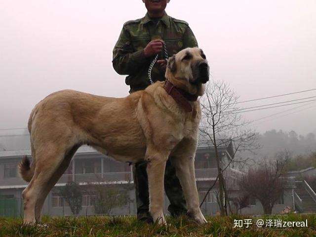 盘点世界十大大型犬排名 你都认识吗 知乎