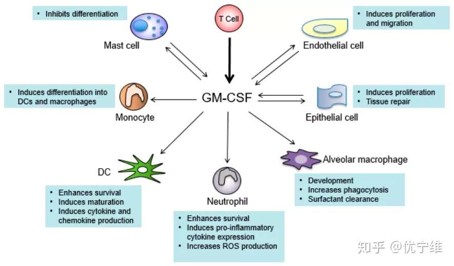 粒细胞 巨噬细胞集落刺激因子 Gm Csf 的来源 功能与疾病 知乎