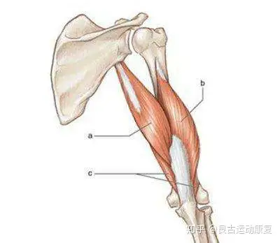 泡沫軸筋膜放鬆系列——