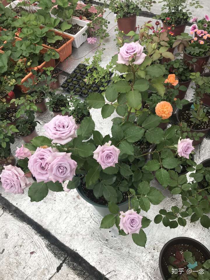 某宝上面有什么良心月季花店吗?