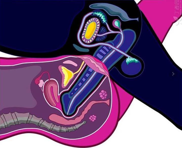 男性生殖器勃起时是向上的吗还是90角如果是向上的是如何性生活的我是