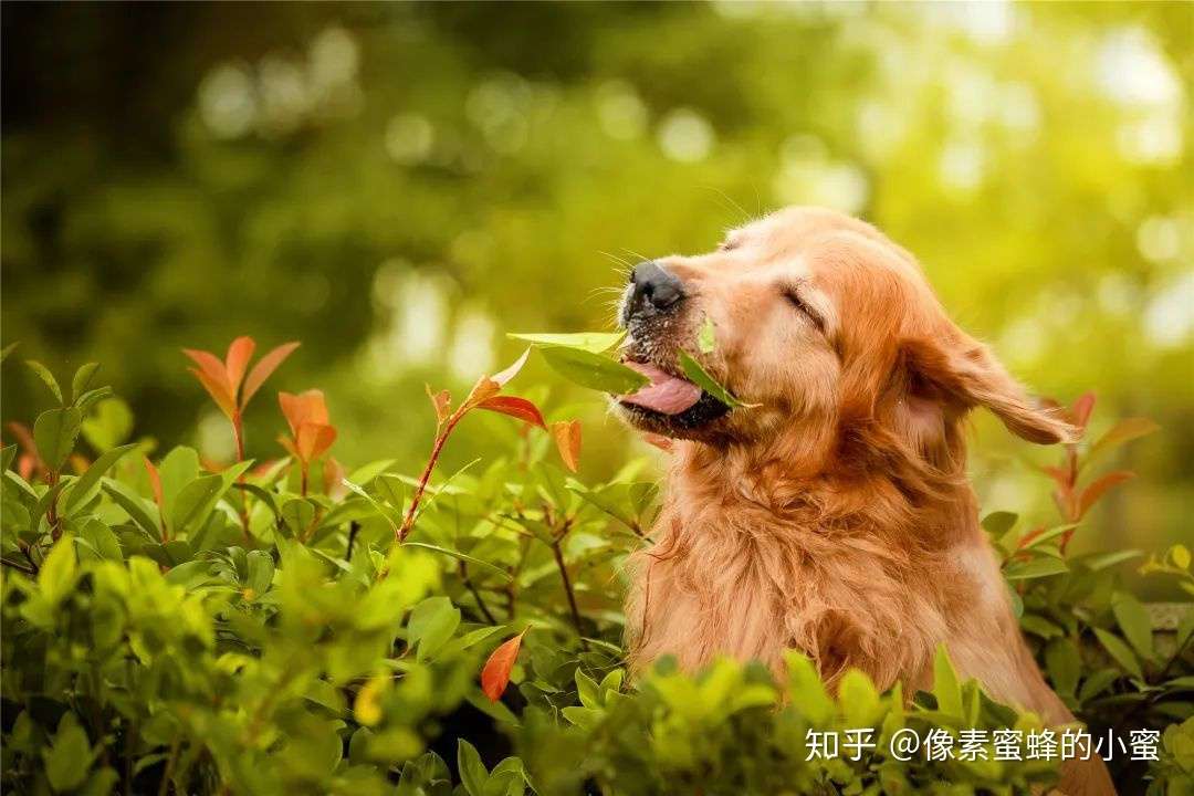 专访专业宠物摄影师 教你如何给自家萌宠拍大片 知乎