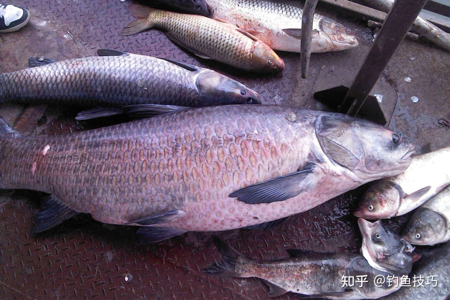 什么气味是青鱼最喜欢的 什么小药让青鱼开口好 钓青鱼促食技巧 知乎 什么气味是青鱼最喜欢的 什么小药让青鱼开口好 钓青鱼促食技巧 知乎