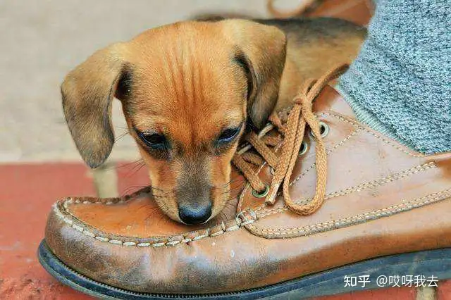 狗狗为何爱咬你的鞋子？没想到还有那么多原因！（为什么狗狗喜好咬鞋子）