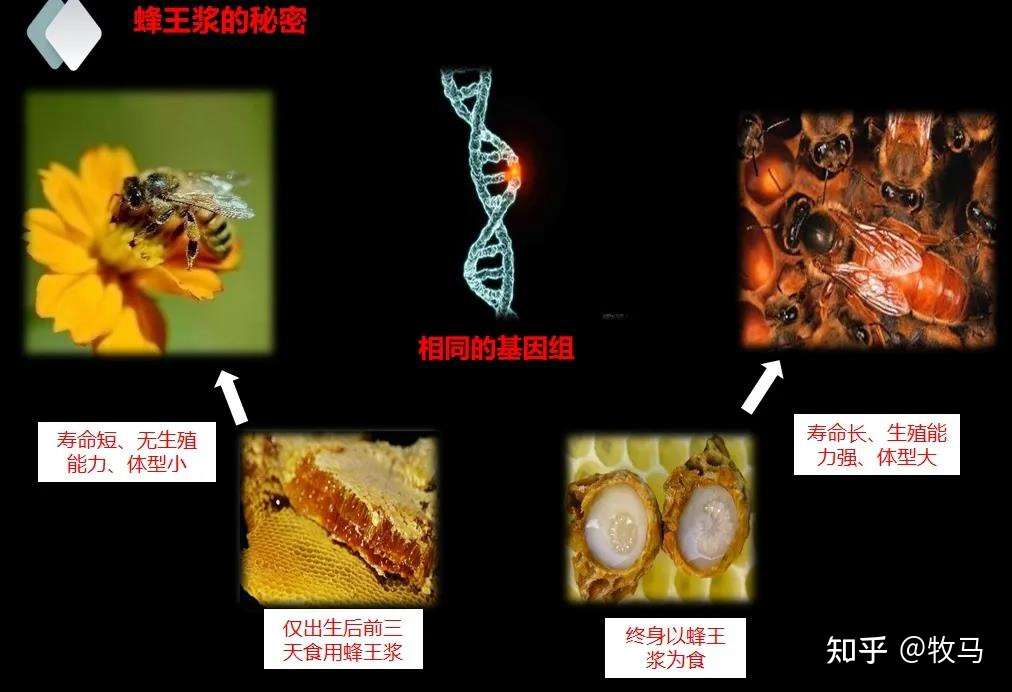 神奇的蜜蜂世界 蜂王浆主蛋白 Mrjps 是蜂王浆中决定蜜蜂级型分化的关键因子 知乎