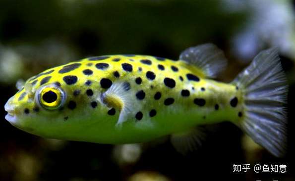 小型观赏鱼 绿河豚鱼 知乎