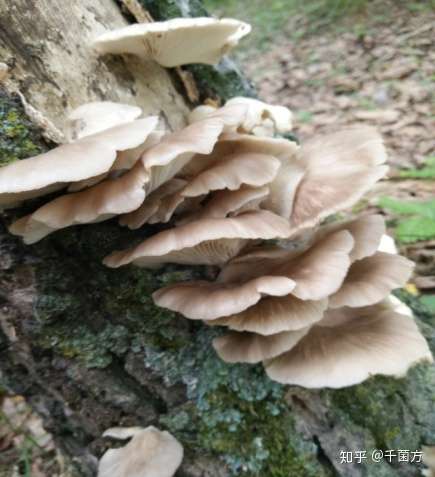 补脾除湿 防癌抗癌的蘑菇 凤尾菇 菌医课堂 知乎