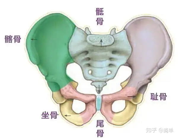 疼痛不能忽略的一个关键点 骶髂关节 知乎