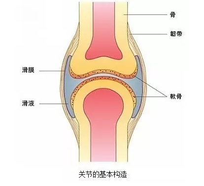 要想解釋掰指關節發出的聲音,首先要介紹一下手指關節的構造.