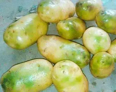 绿皮土豆怎么处理才能吃,土豆发芽了还能吃吗