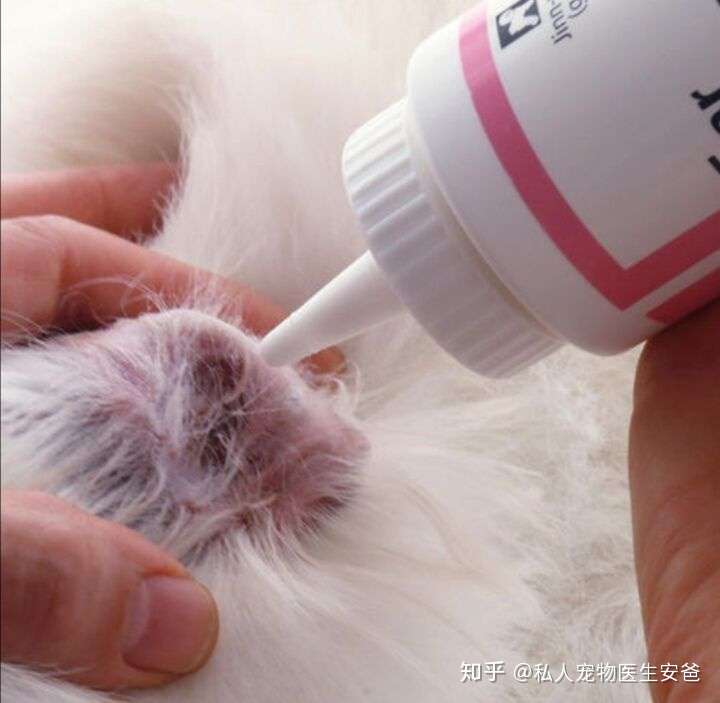 狗狗拔耳毛是正常的吗 知乎