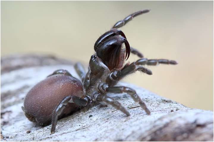 地蛛科地蛛属  atypus sp 算是一类非专业人士很少能见到的蜘蛛