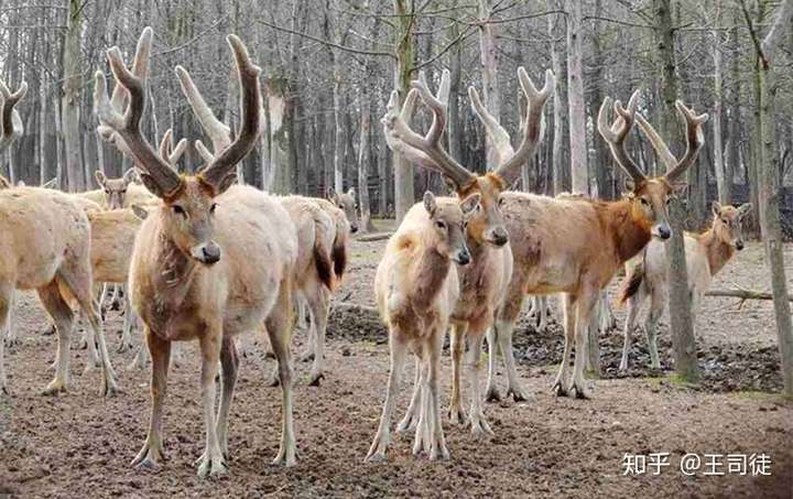 人们口中的「四不像」是怎样的生物,有什么传说?
