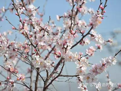 你知道日本樱花 但你知道日本樱花的话语是什么吗 知乎
