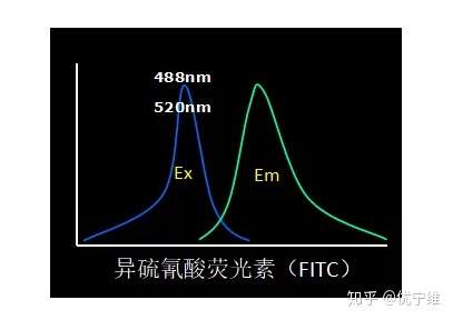 荧光素如何选择