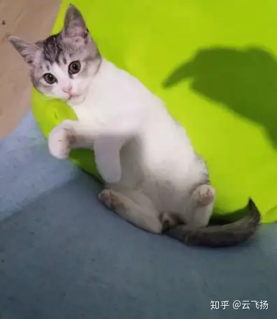 一米猫咪成长记5