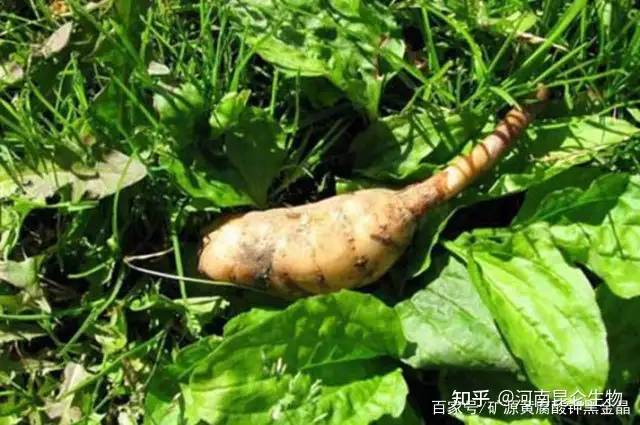 中药材根茎块膨大剂哪个牌子的好？天麻根茎块膨大素哪种好？