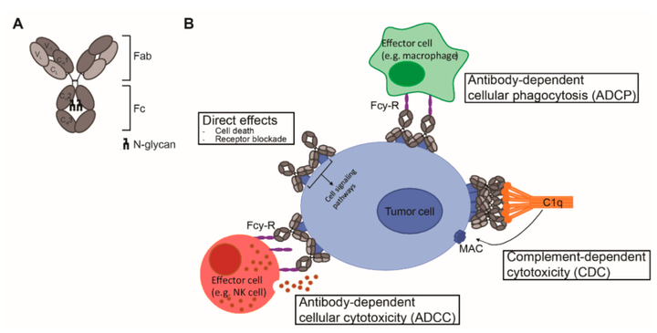 增强adcc效应的三种工艺