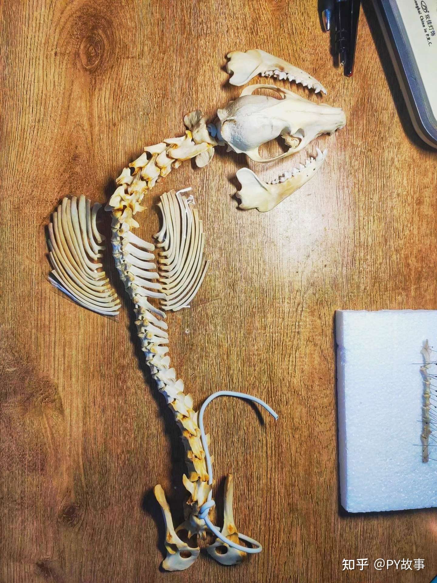 中小型哺乳动物骨骼标本制作方法 知乎
