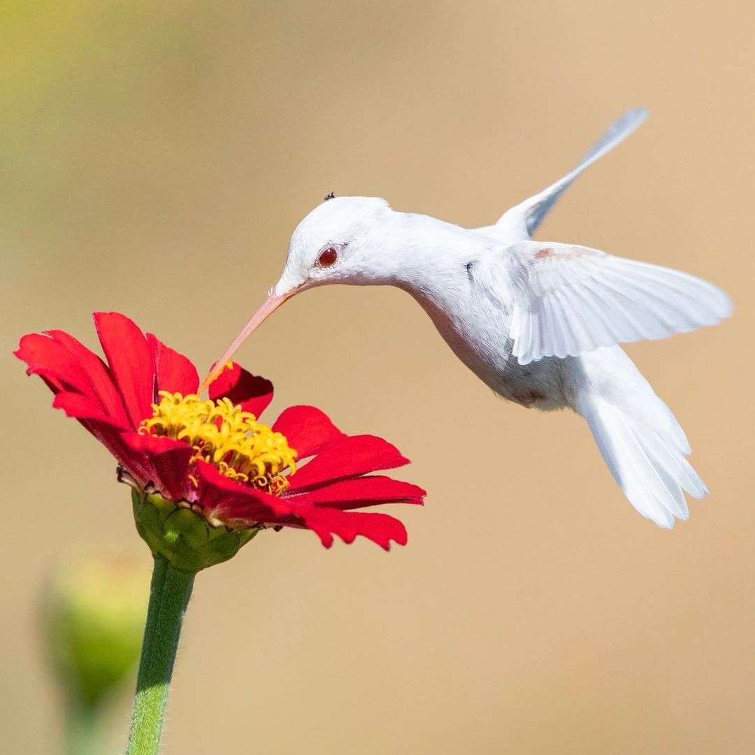 一只得了白化病的红喉北蜂鸟