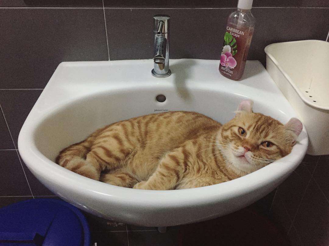 吸猫大会 金佳罗猫loki 知乎