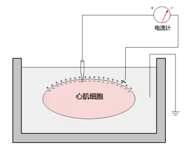 静息电位模式图图片