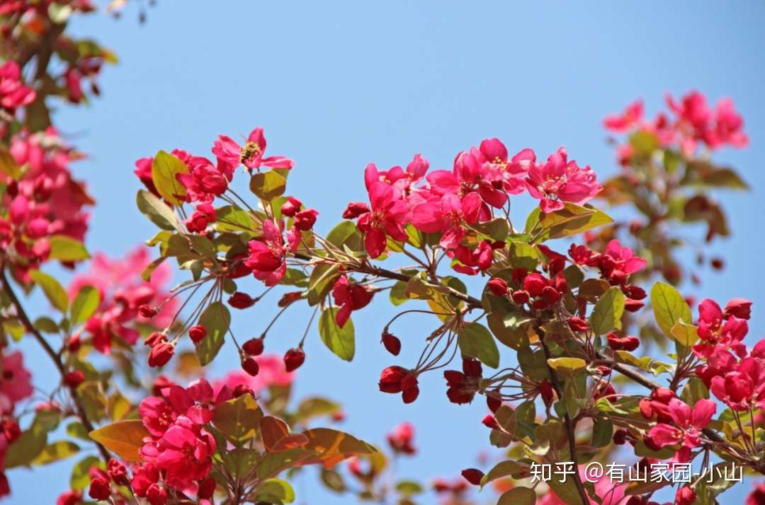 四月末 五月初 你心心念念的十渡美成了花的海洋 知乎