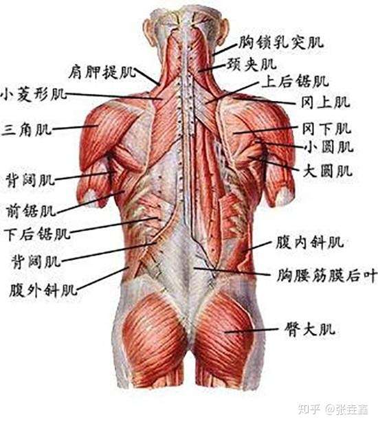 胸椎的前后变化 引起的背痛驼背胸闷等等 知乎