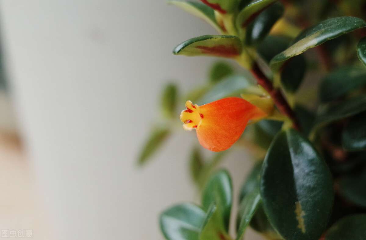 恰似鱼儿游上枝头的 金鱼花 知乎